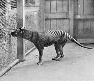 dernière photo connue d'un tigre de Tasmanie vivant, 1933, zoo de Hobart