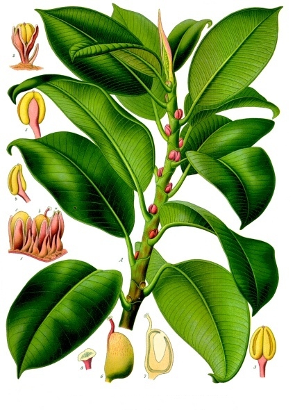 Ficus elastica Köhler Medizinal Pflanzen