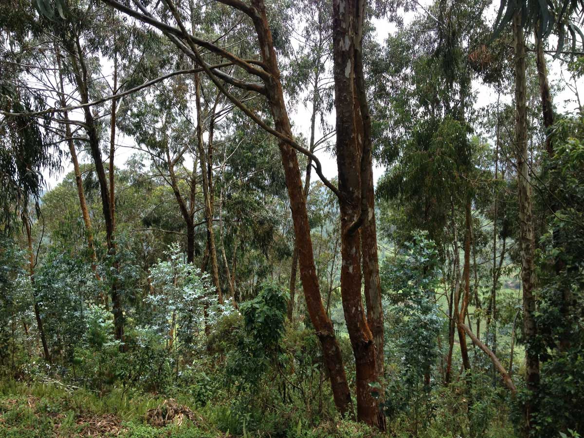Rwanda, Bisesero, forêt
