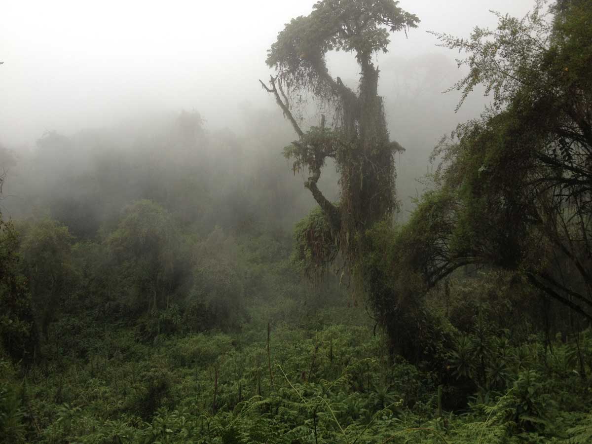 Forêt Rwanda