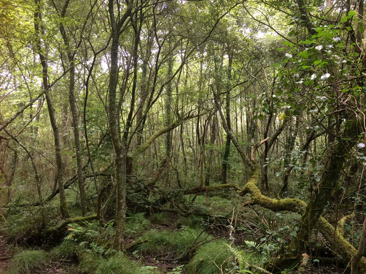 Forêt basque