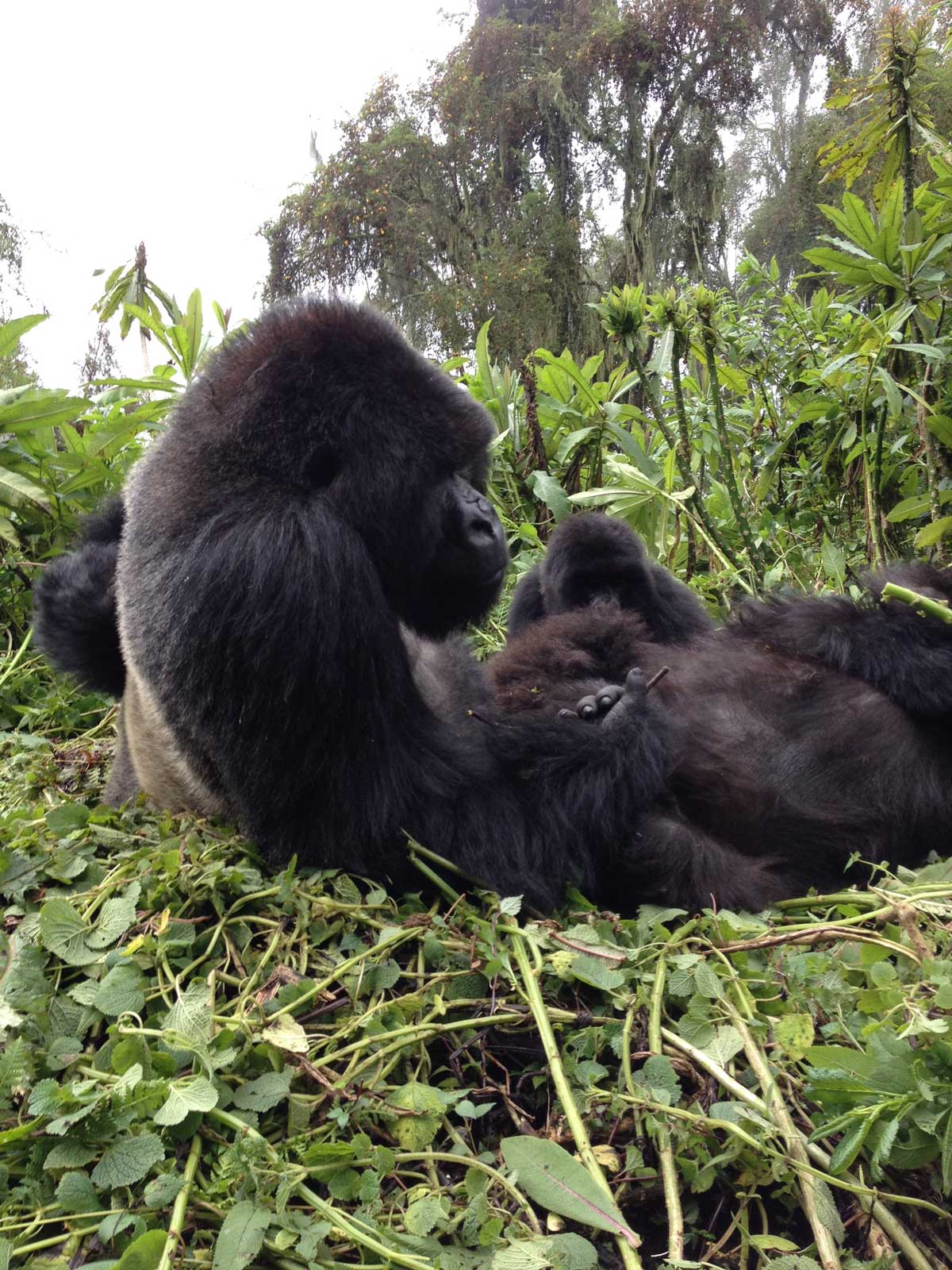 Gorille, Mont-Virunga, Rwanda