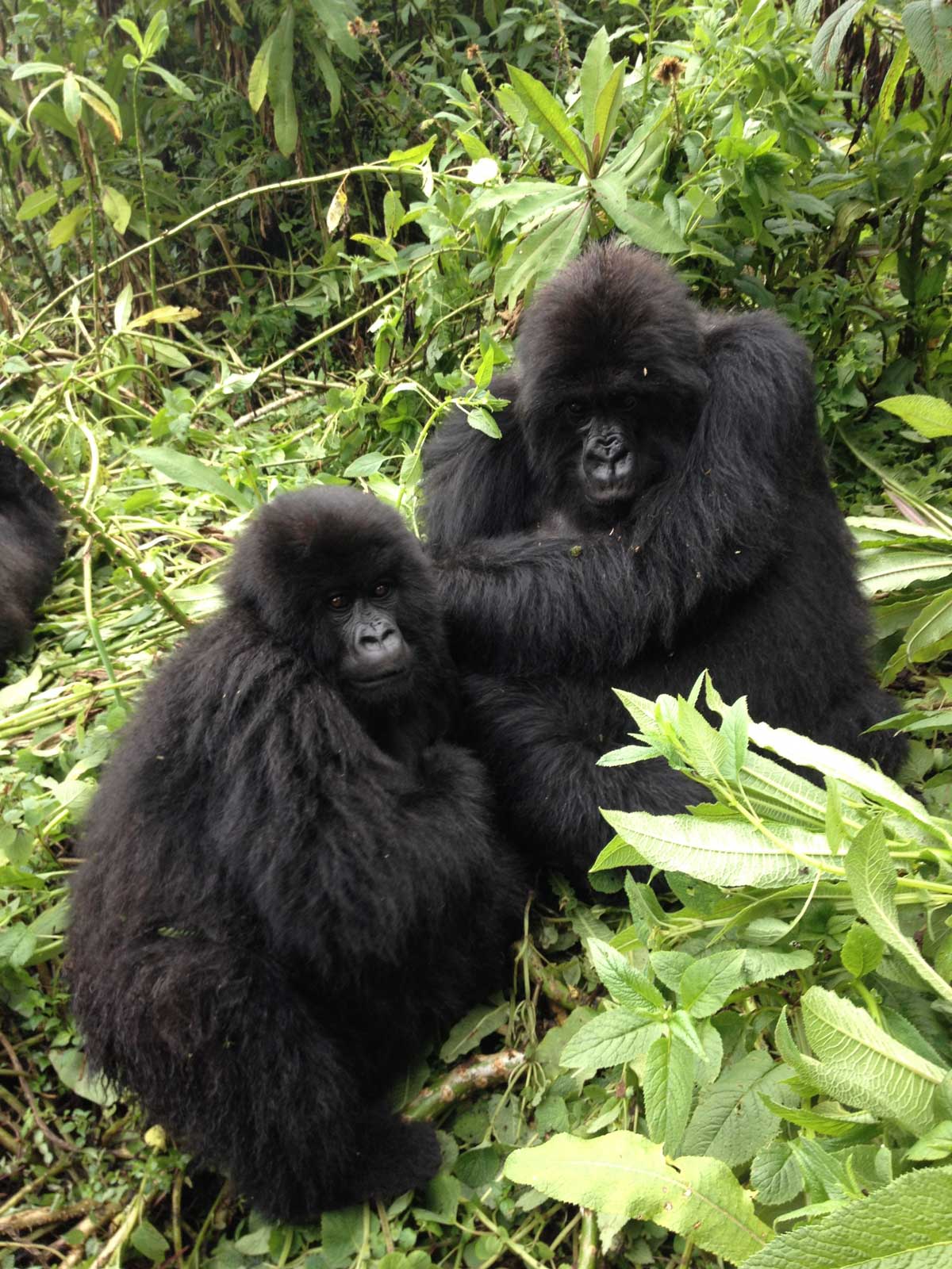 Gorille, Monts Virunga, Rwanda