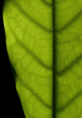  texture d'une feuille de caoutchouc © Wikipedia